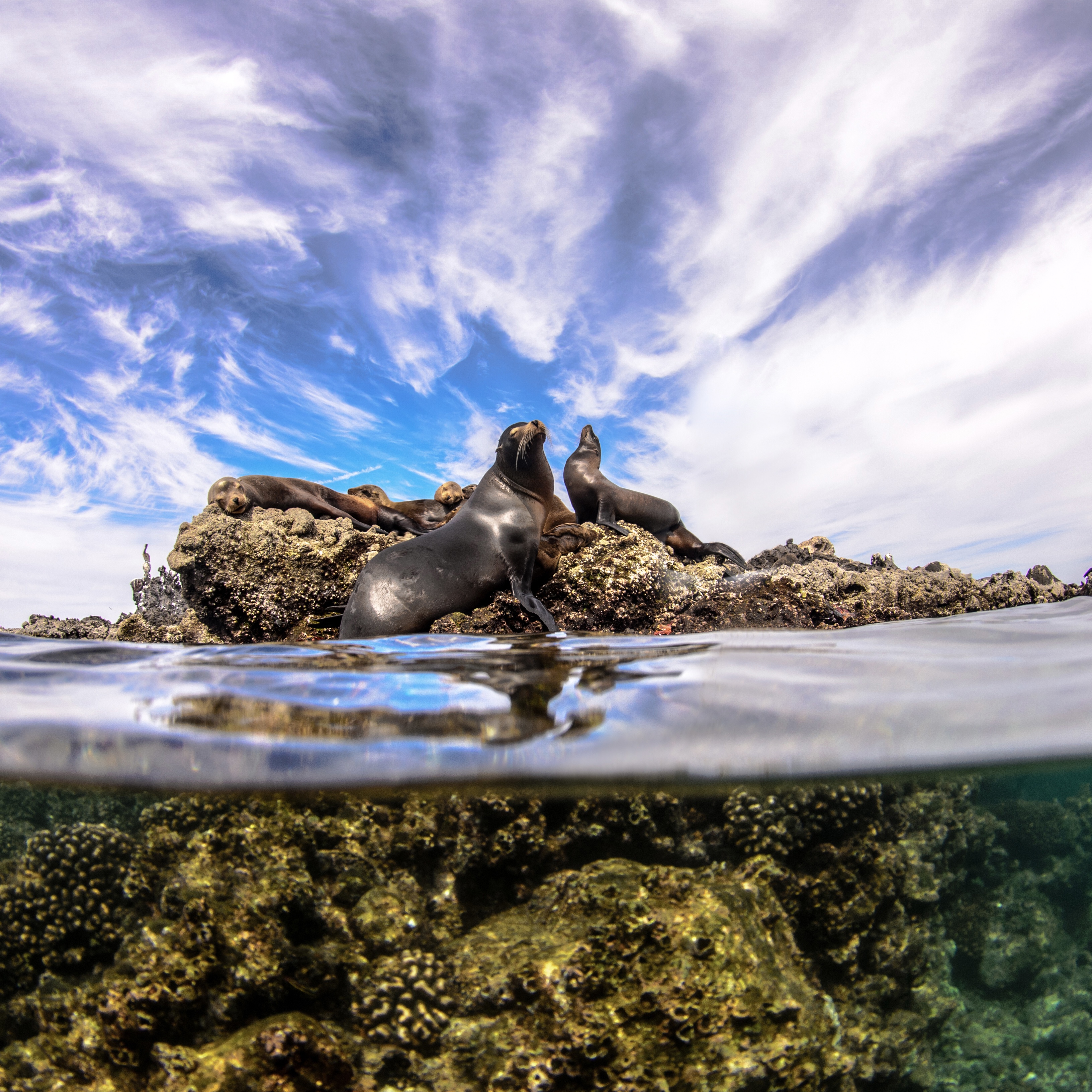 Sea lions in Cabo Pulmo