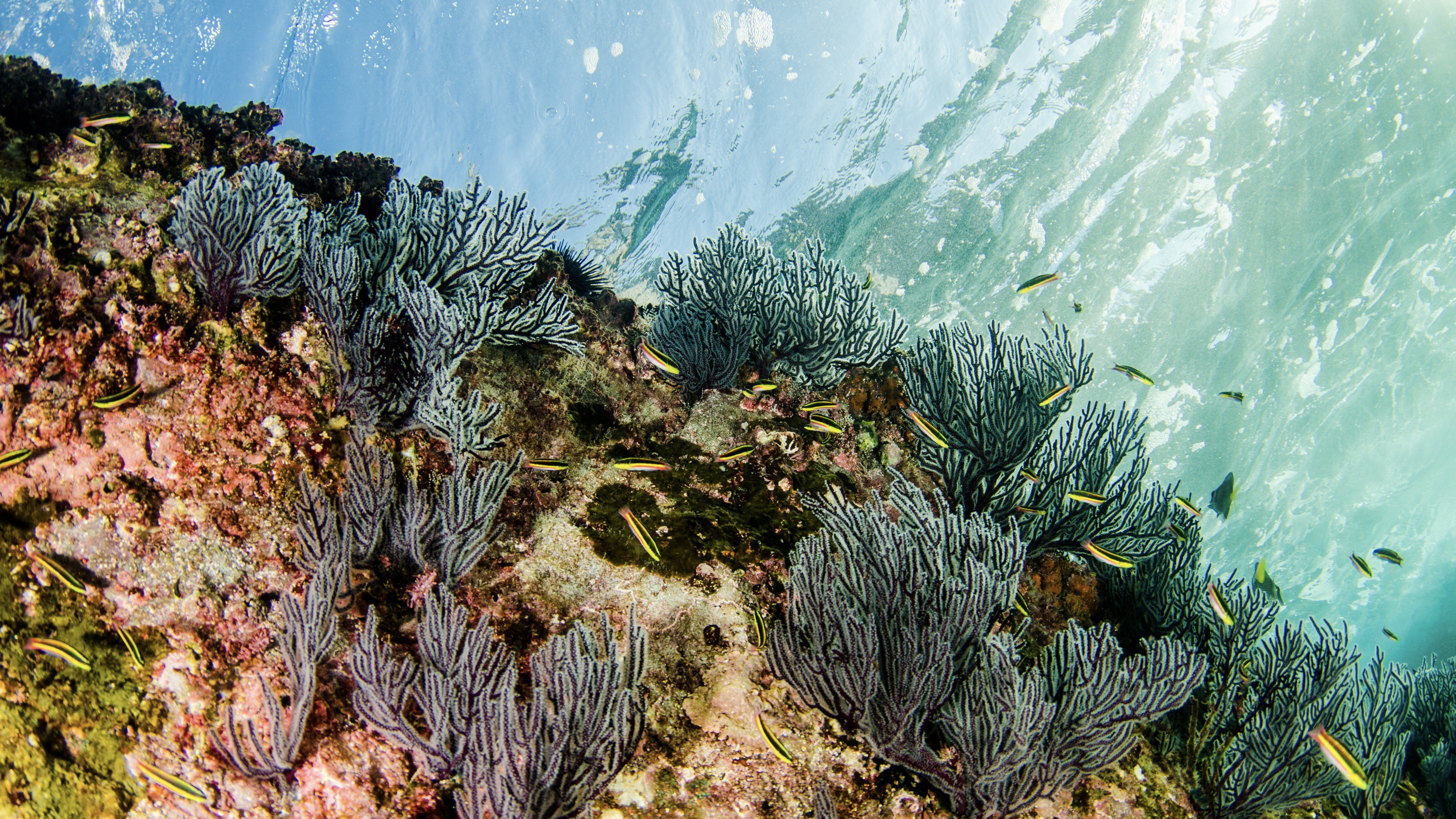 Cabo Pulmo Snorkel Expedition