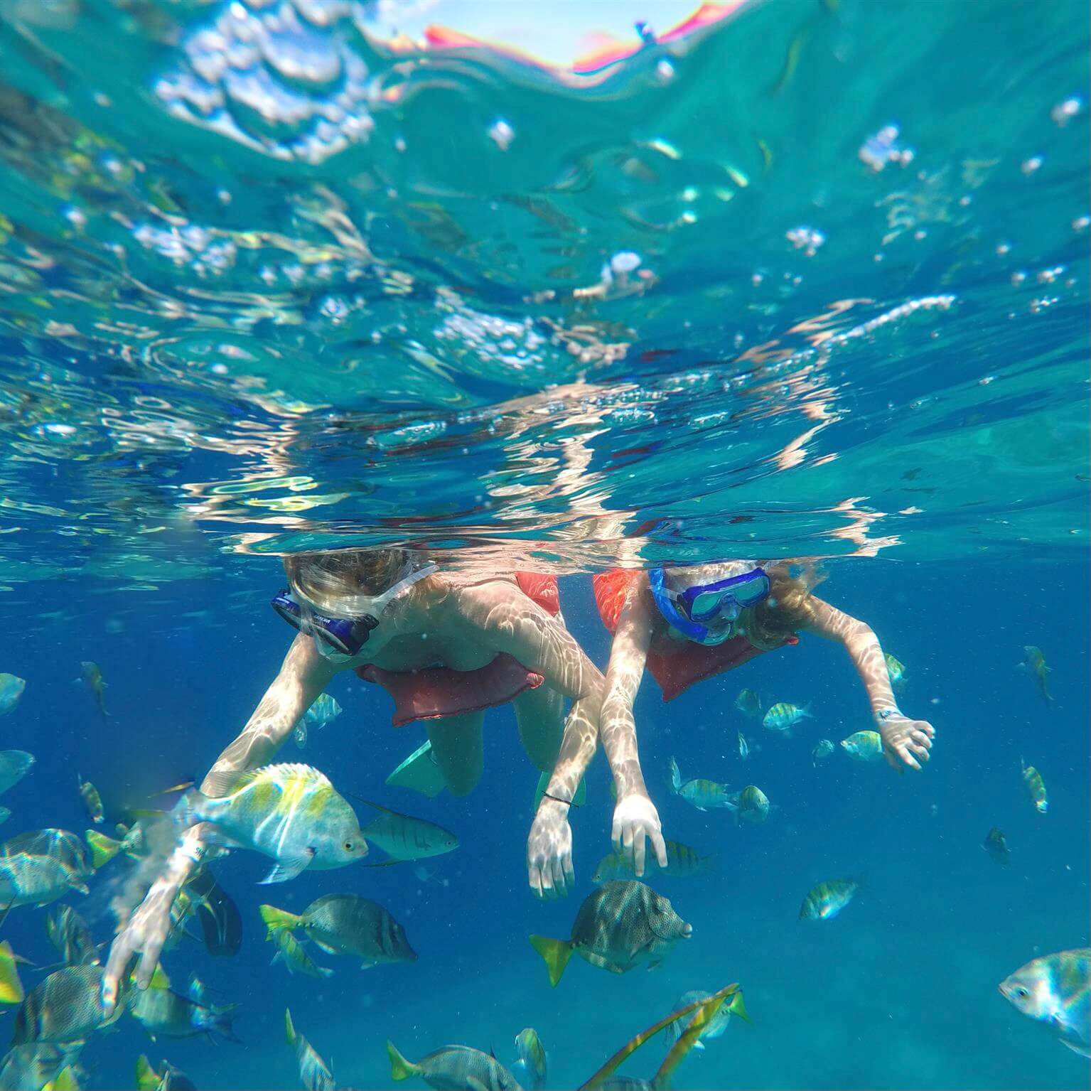 Sealion at Espíritu Santo Islan