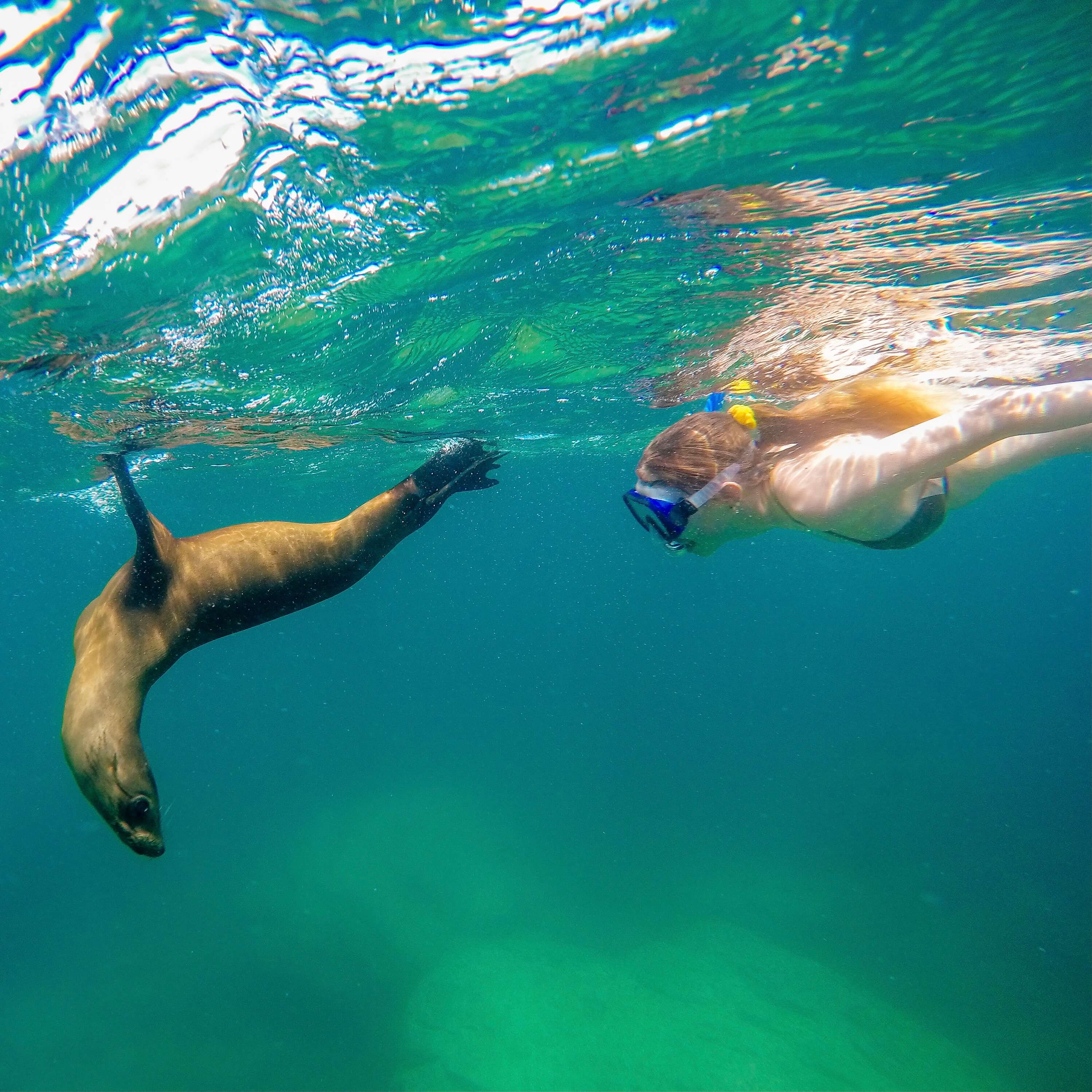 Colorful Starfish at Sea of Cortes 